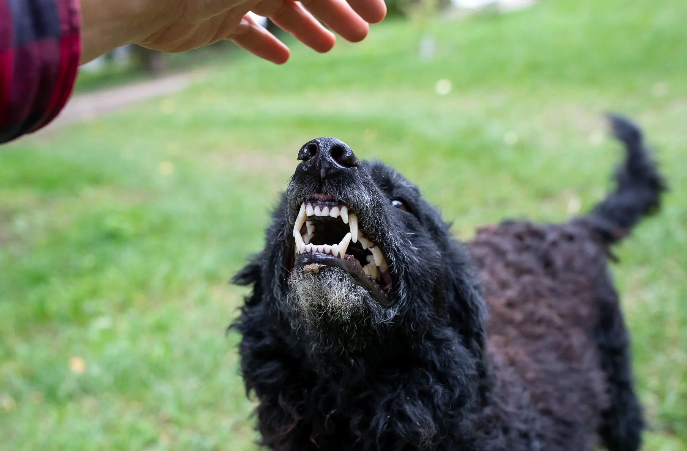 An angry dog about to bite a persons hand.